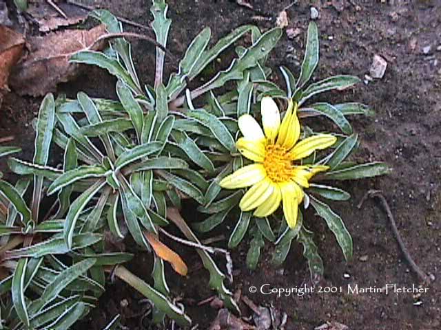 Dymondia margaretae, Silver Carpet